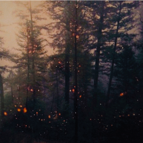 A Flock Named Murder : Garden of Embers